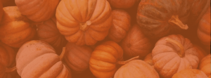 Google Sourcing Challenge - HEADER Pumpkins
