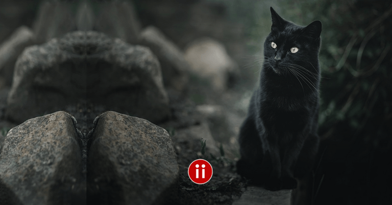 Aberglaube Parapsychologie und schwarze Katzen im Recruiting